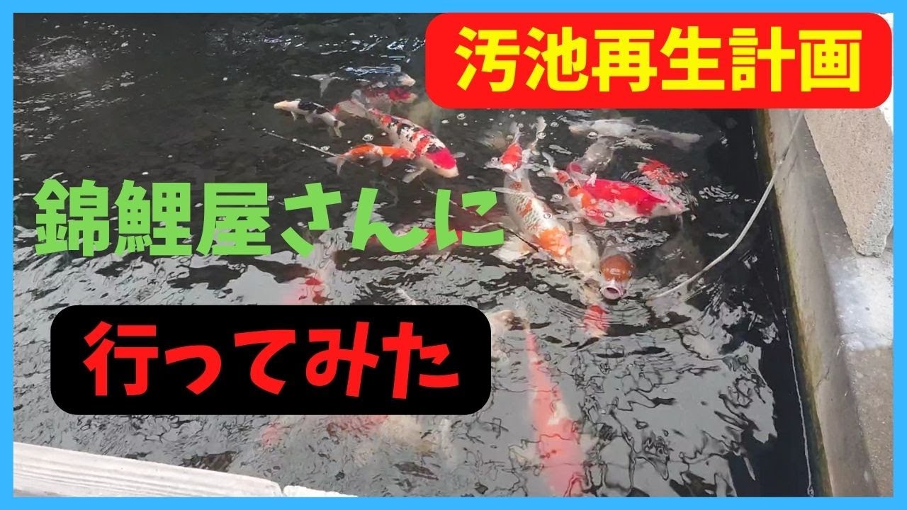【汚池再生計画】２６　錦鯉・金魚を買いに、熊本県の錦鯉屋さんに行ってみた！長洲錦鯉センター‼koi