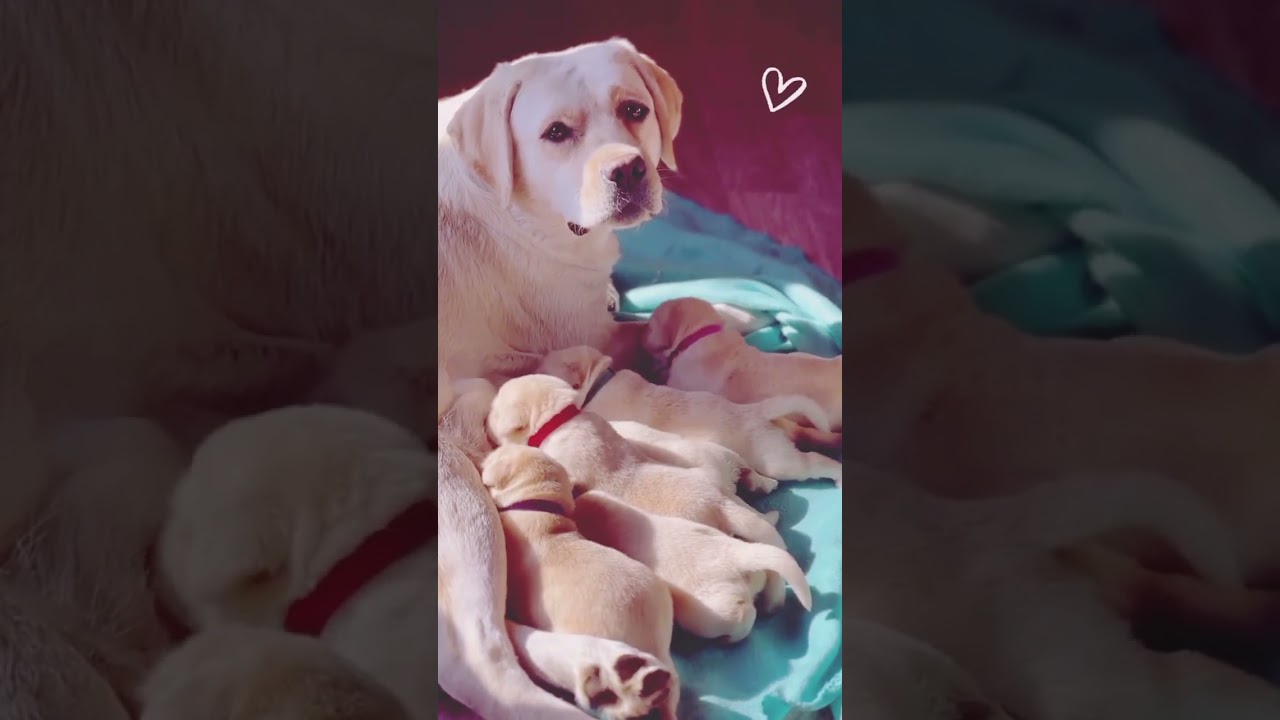 lab dogs. for sales