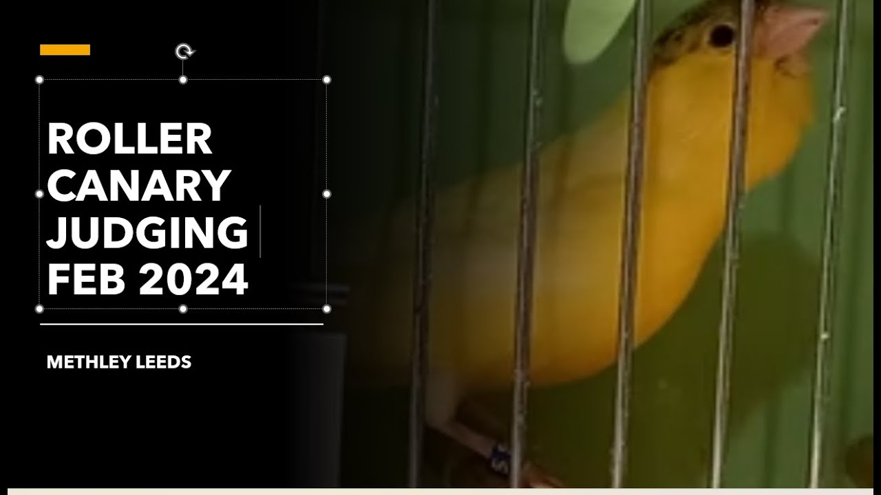 ROLLER CANARY SHOW A DAYS JUDGING FEB 2024 LEEDS ENGLAND