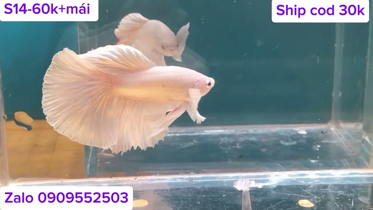 Đợt cá ngày 2-2-2026