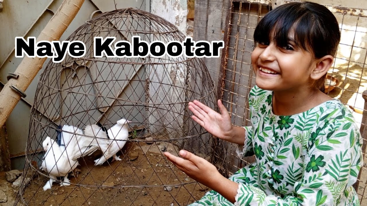 Farm Mein Naye Kabootar Ki Entry🕊️