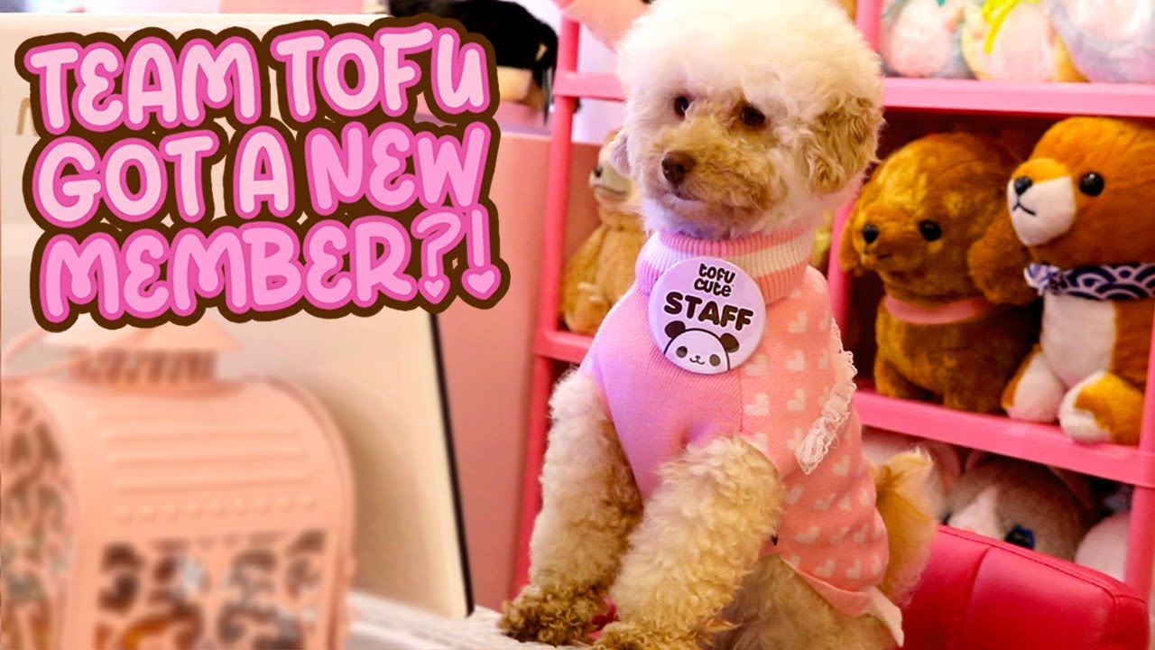 BREAKING NEWS! (We got a doggo!!) | TOFU CUTE TV