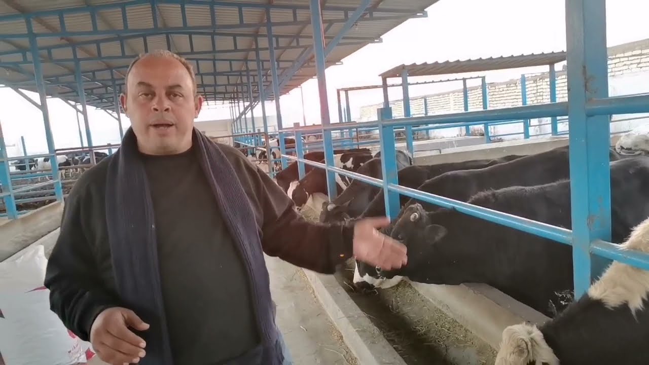 أزاي تعرف أن عجولك صدة العلف و أزاي تعالجها بسهولة