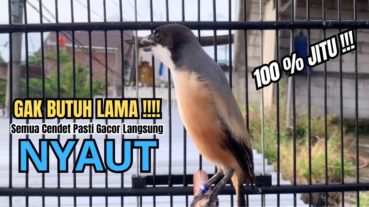 burung cendet gacor BONGKAR MATERI untuk PANCINGAN CENDET AGAR BUNYI bikin BURUNG PENTET GACOR NYAUT
