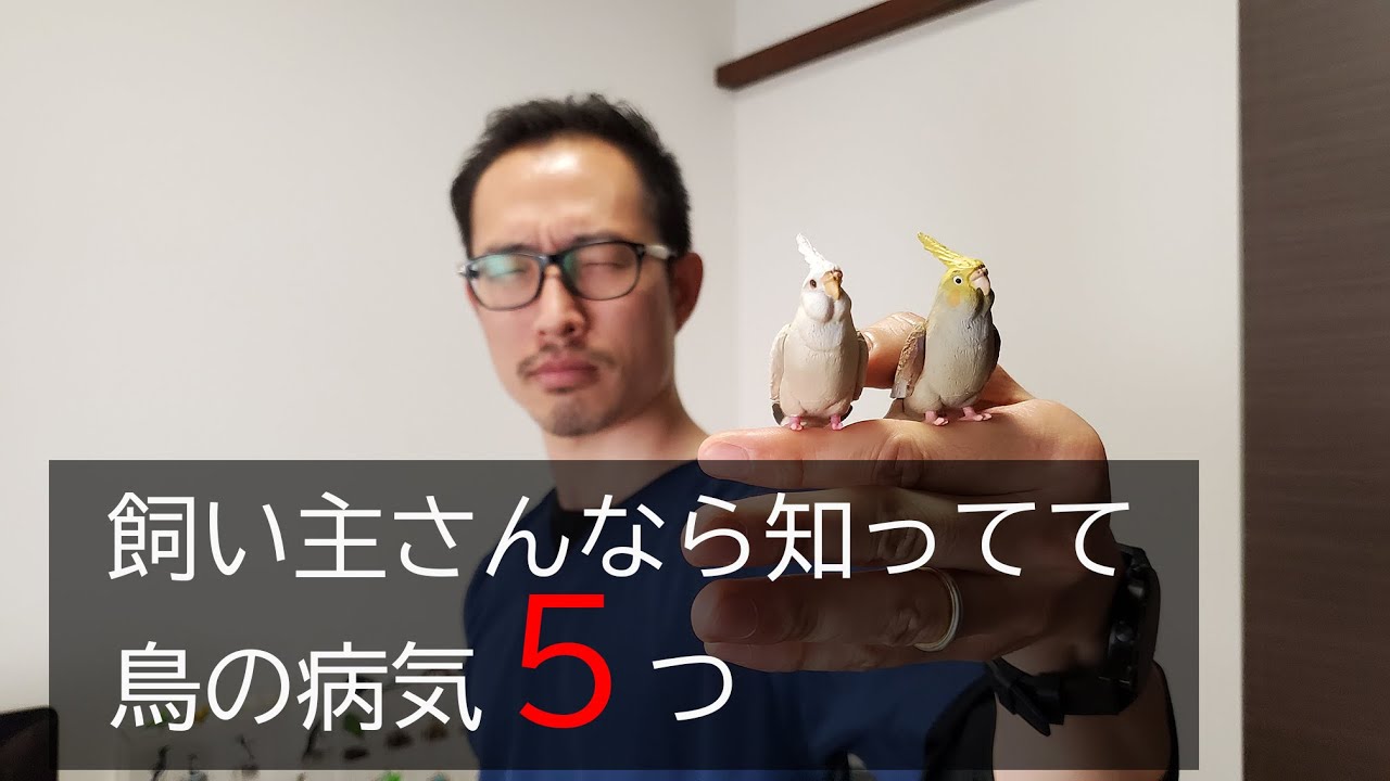 【インコ・オウム・鳥】気をつけるべき病気５選