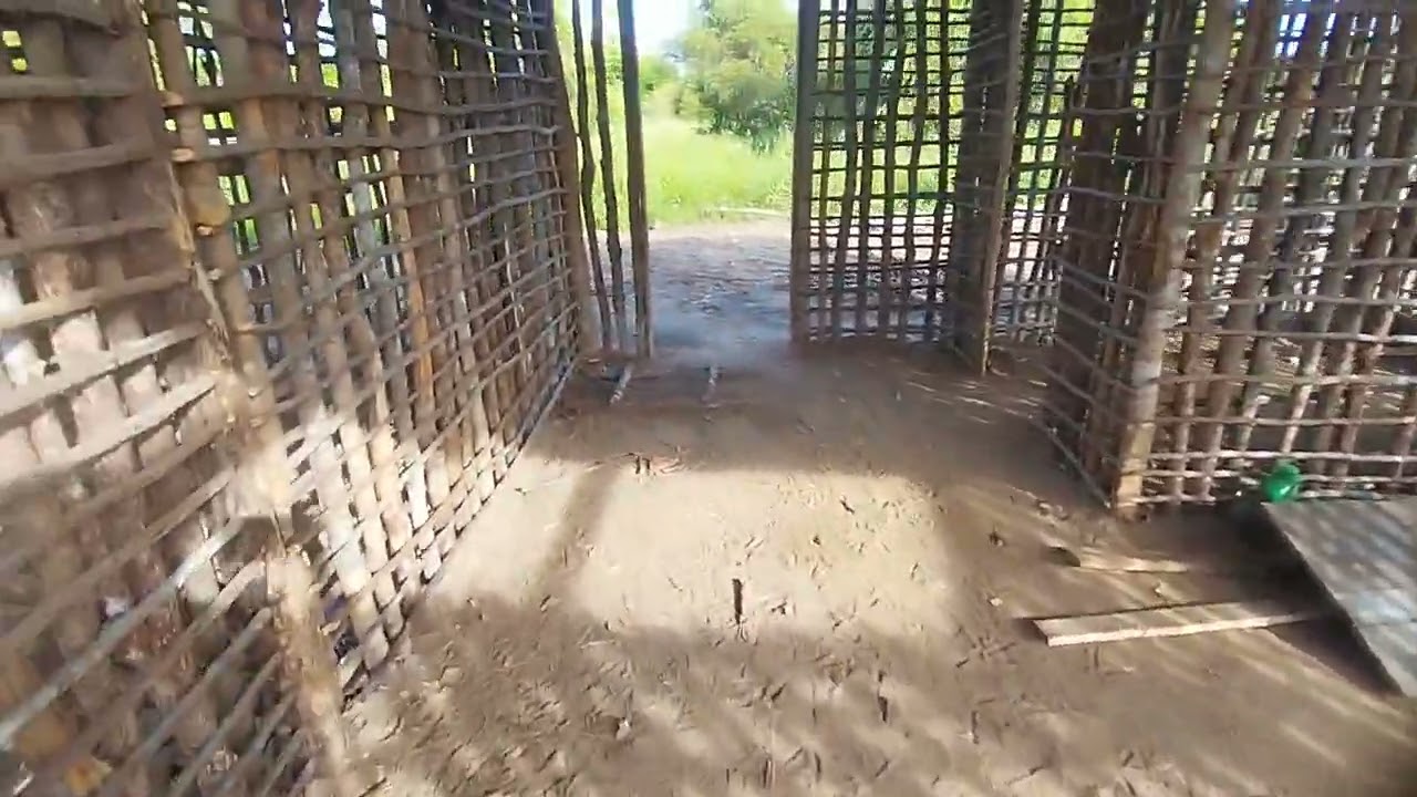 Ainda existe casa de taipa, olha uma, sendo feita, mais segura que tijolo