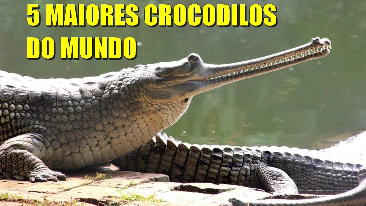 5 Maiores Crocodilos do Mundo