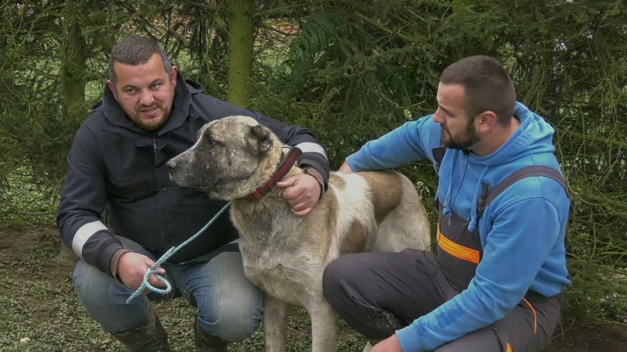 - PSI ČUVARI KUĆE &Scaron;TRBAC, VITEZ 2024