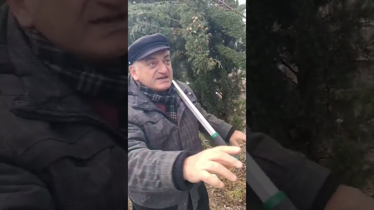 როგორ აღვუდგინოთ სვეტისებრ კვიპაროზებს დეკორატიული ფორმა #მწვანებაღი
