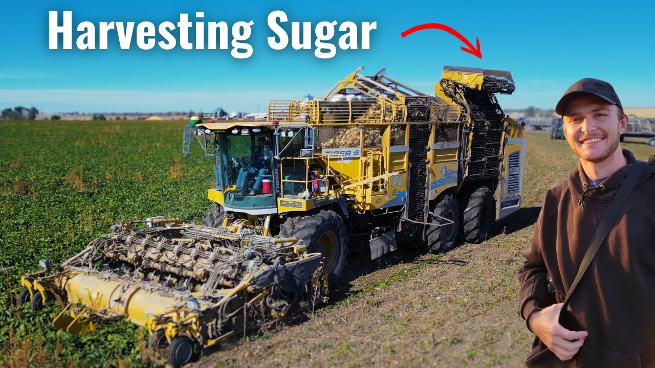 Harvesting Sugar in Nebraska !