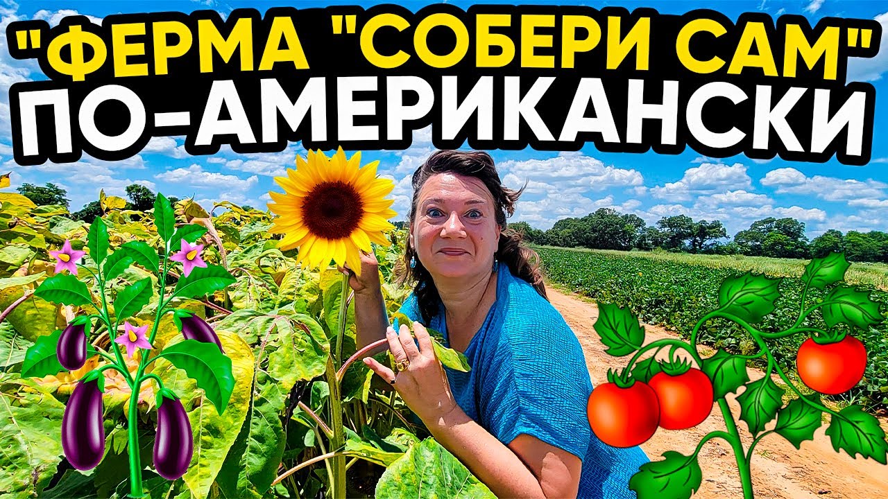 ПРОВИНЦИАЛЬНАЯ АМЕРИКА 🗽ФЕРМА СОБЕРИ САМ, КАФЕШКА, ПЕКАРНЯ НА КУРЬИХ НОЖКАХ. ЕДЕМ В МИССИСИПИ!