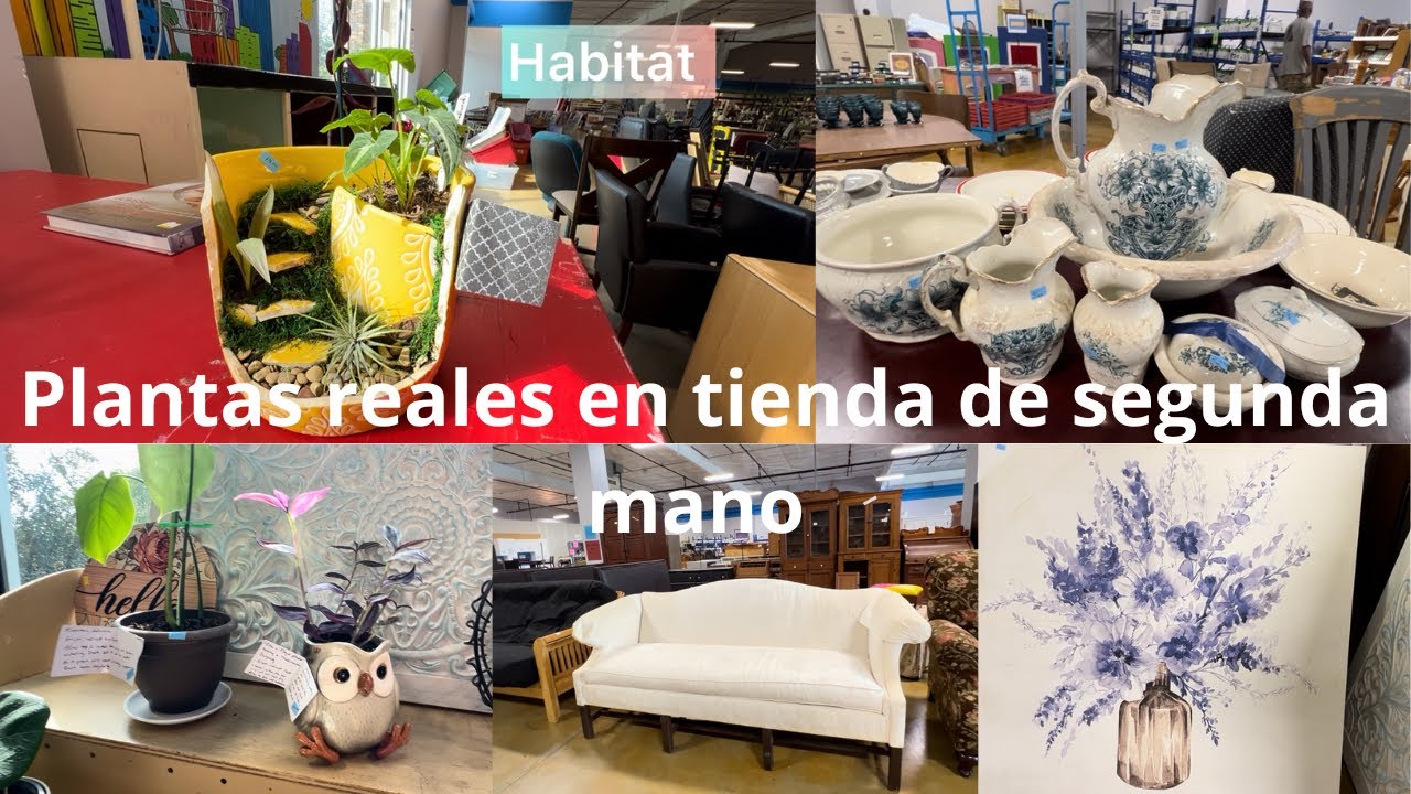 Plantas naturales y cosas bonitas en HABITAT tienda de segunda 