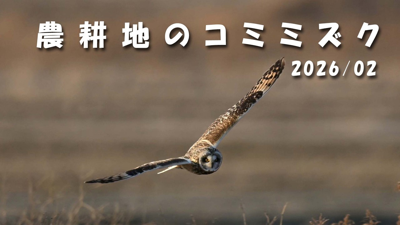 Z9 農耕地のコミミズク 2026/02