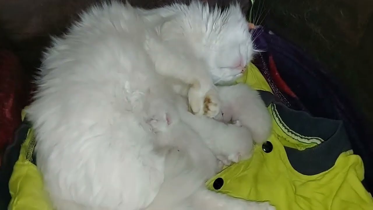 Mother Cat Sleeping On Kitten Assuming Him Pilow