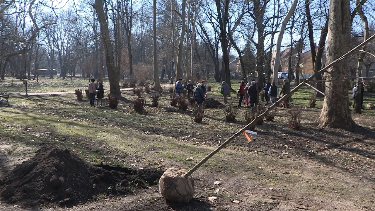 Önkéntesek ültettek fákat a Helikon parkban