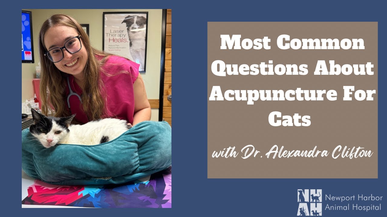Most Common Questions About Acupuncture for Cats