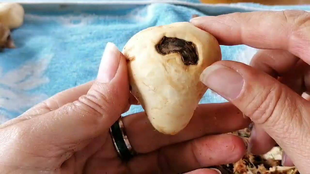 Ahorn Baumperlen schälen, Teil 2