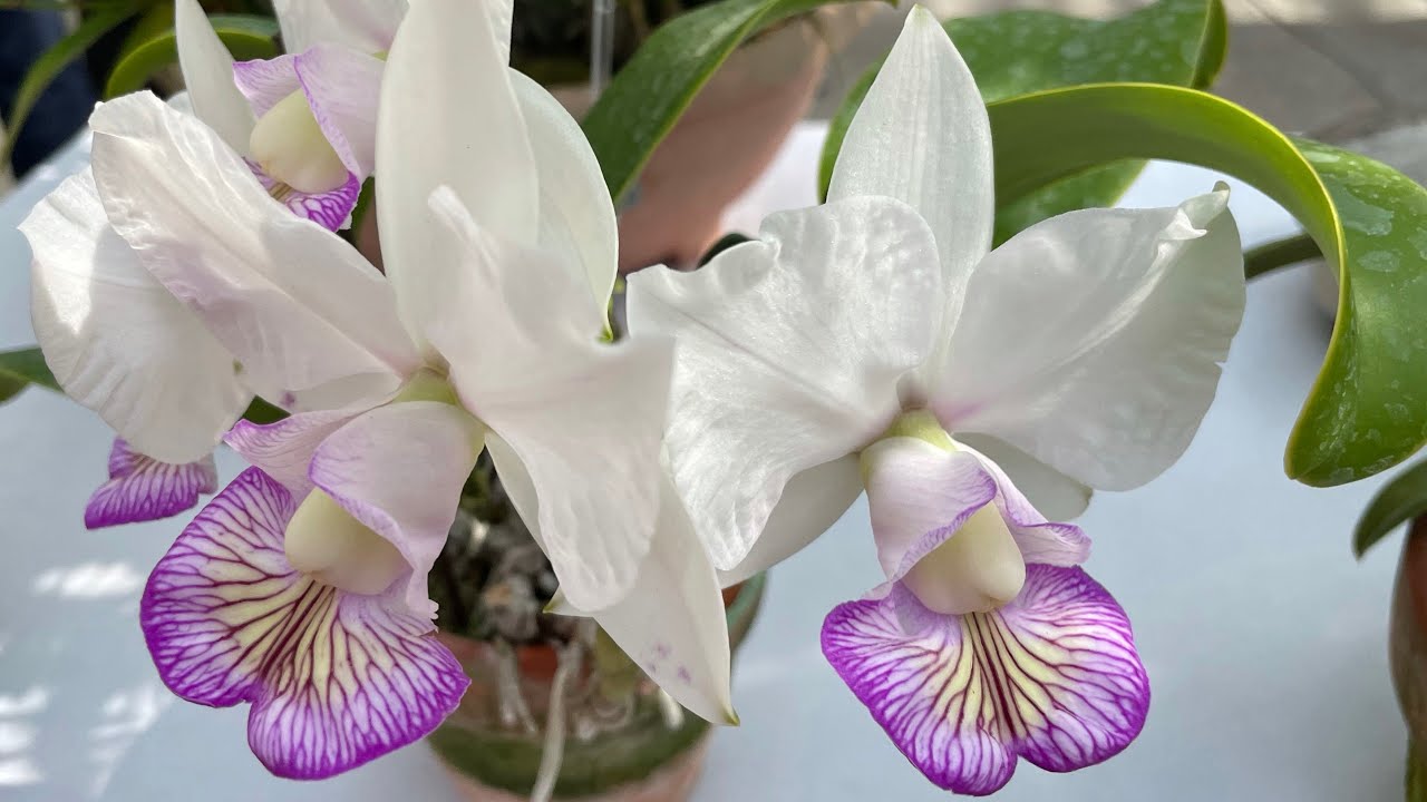 C.nobilior f. semi-alba 'Magic Kiss' SM/TOGA 台灣蘭花產銷發展協會 2021-2月審查會 嘉德麗雅優秀獎分享） （TOGA多媒體小組製作）