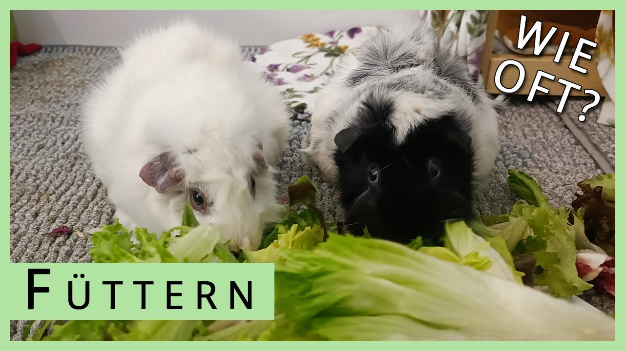 Wie oft füttern wir unsere Meerschweinchen pro Tag? 🥒🥬