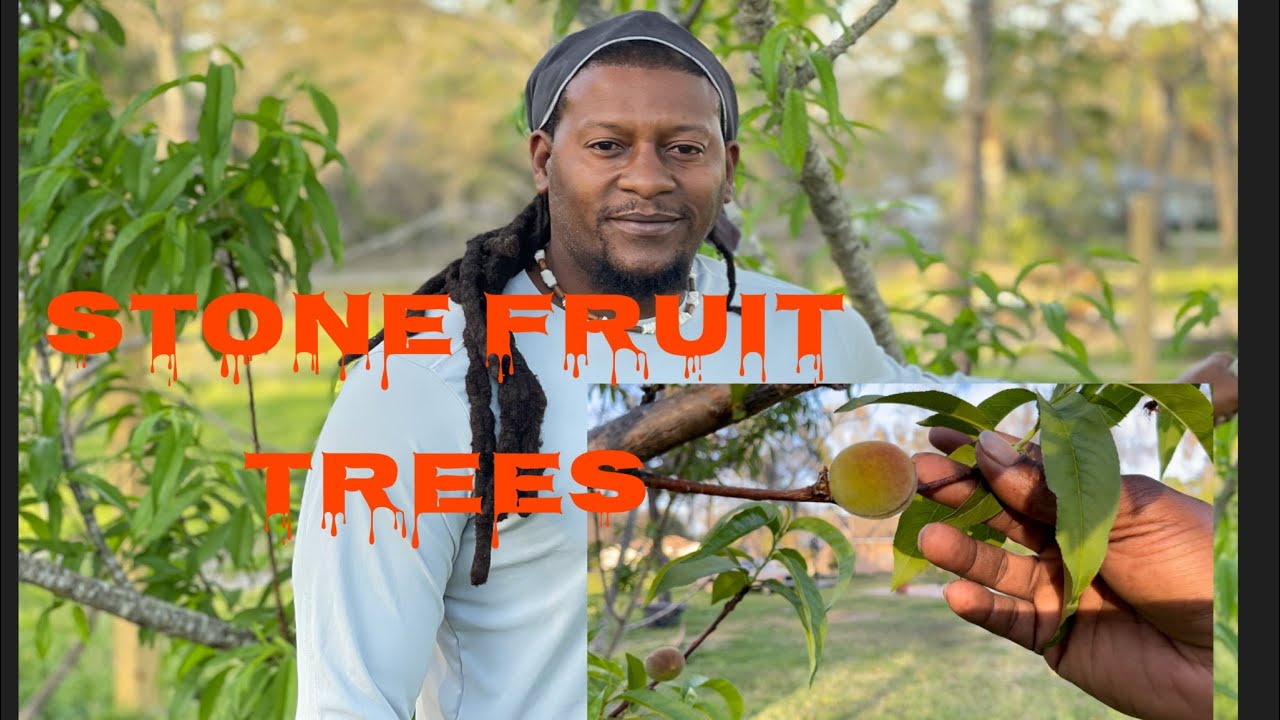 Stone fruit trees 2021/ how to grow stone fruit trees/ beginner gardners
