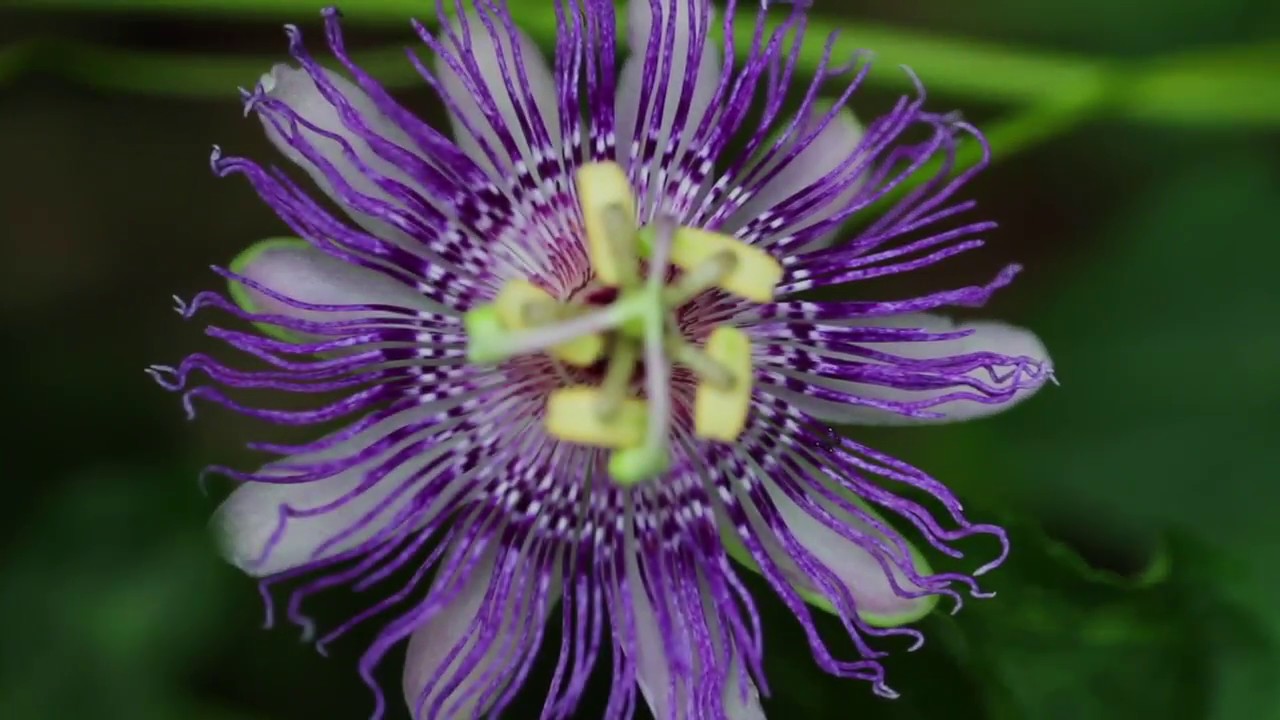 Passion Flower (Passiflora incarnata)