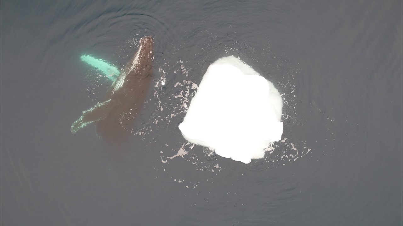The place to be as worldwide pandemic rises: a whale research expedition in Antarctica
