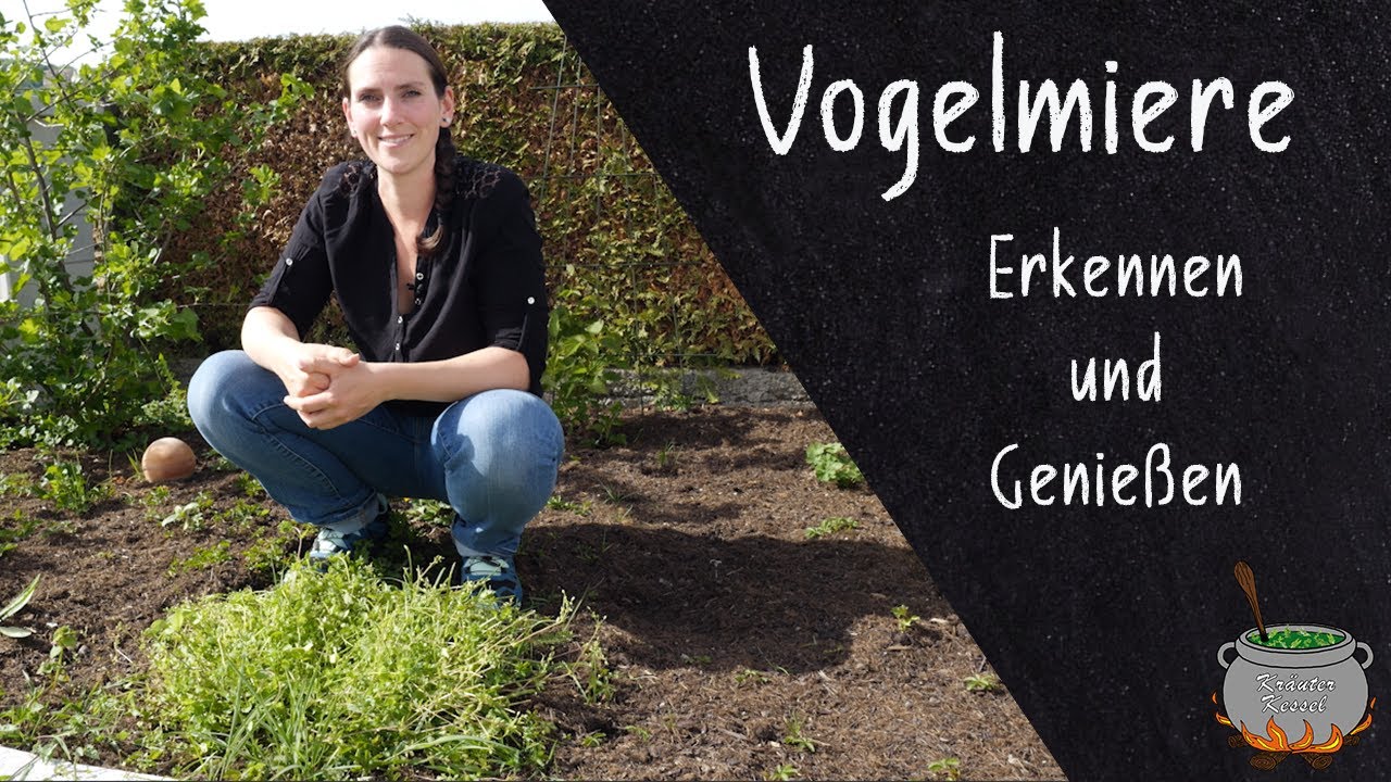 Vogelmiere erkennen und nutzen 🌿 Heilpflanze des Fr&uuml;hlings