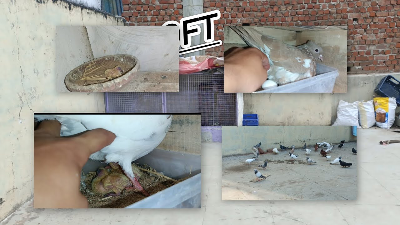 Vlog 67😻🦅 ajj hamare😻 Loft ke breeding🕊️ update #foryou #explore #pigeon #trending #viralvideos 