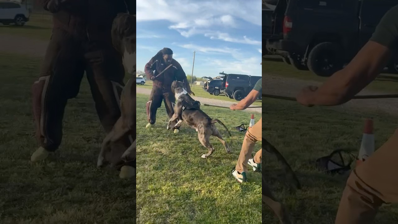 Bite Send with BIG XL Bully #xlbullynation #bitework