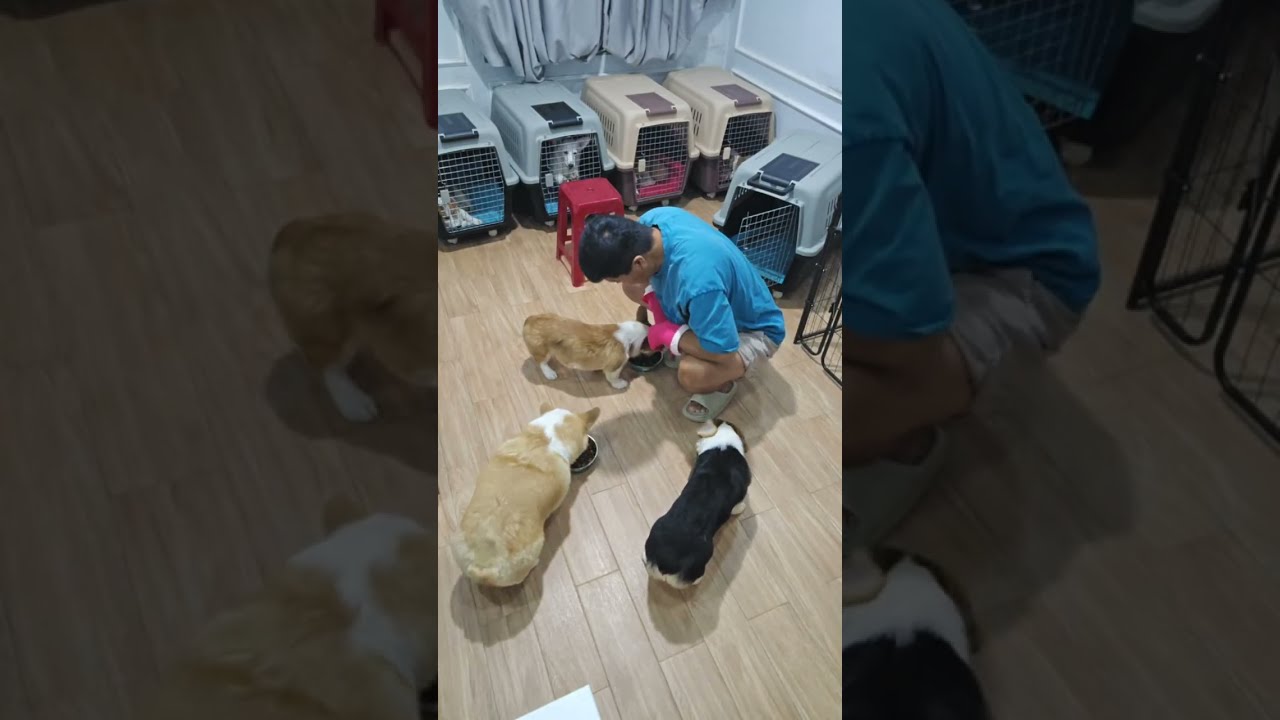 🐶 코기TV | Corgi TV |코기 7남매🐶 훈련 성공해야 밥 먹는다! 켄넬 들어가·엎드려·이름부르면 나와 | 저녁먹방