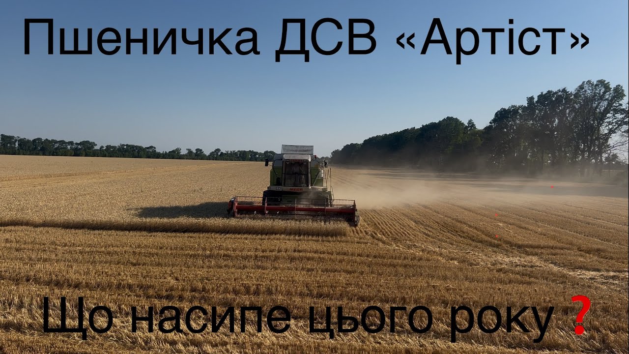 На неї були всі надії🙏 молотимо нашого «Артіста» Пшениці в цьому році немає🤷🏻‍♂️