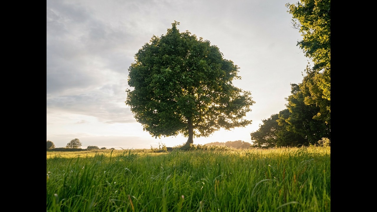 Relaxing Birdsong & Soft Breeze – 4K Cinematic Escape