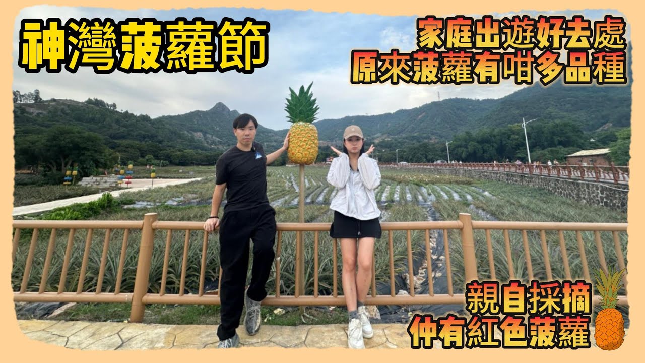 中山買樓｜中山退休｜神灣菠蘿節｜家庭出遊好去處｜原來菠蘿有咁多品種｜親自採摘｜仲有紅色菠蘿🍍