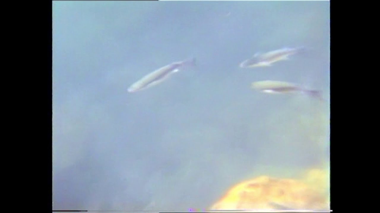 Gran Canaria 1994