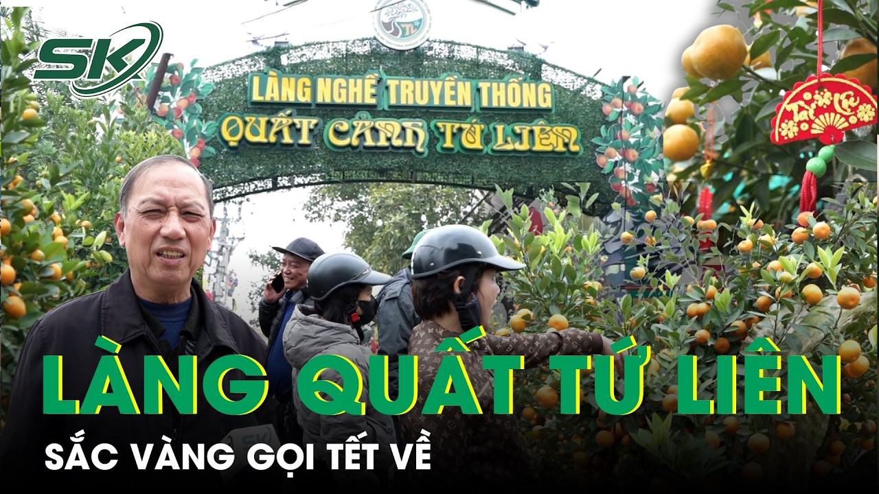 Làng quất Tứ Liên vào mùa Tết – Sắc vàng rộn ràng đón xuân | SKĐS