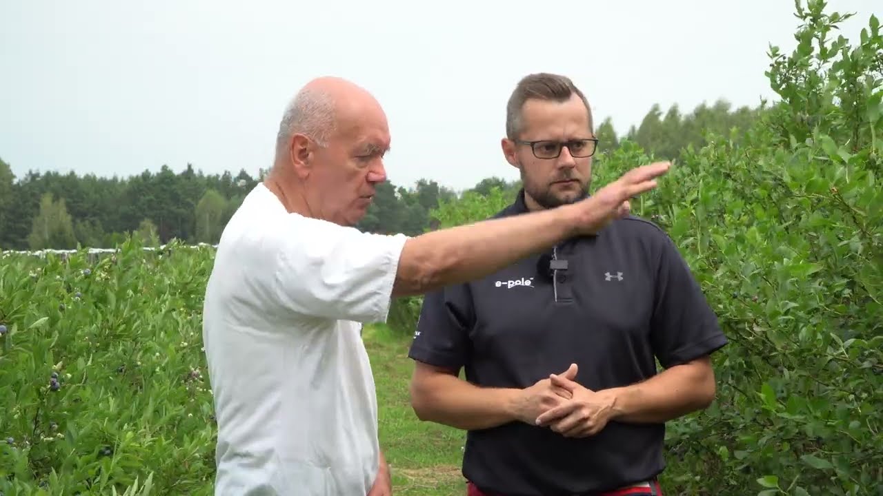 Problem z muszką plamoskrzydłą na plantacji borówki? Zobacz jak ją rozpoznać i zwalczyć !