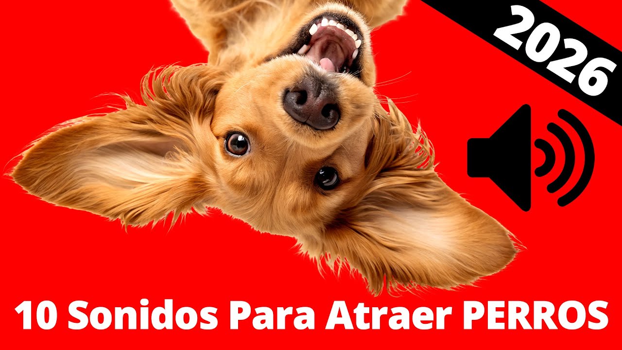 10 Sonidos Para Atraer Perros 2026 🐶
