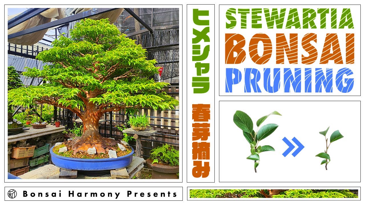 Stewartia Bonsai Spring Pruning