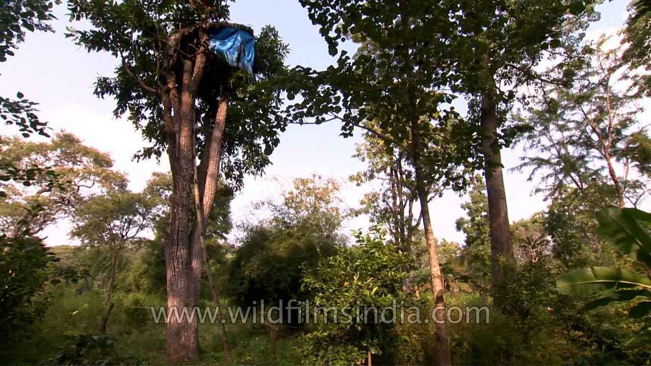 Living off the land - Tree House of Indian tribal family