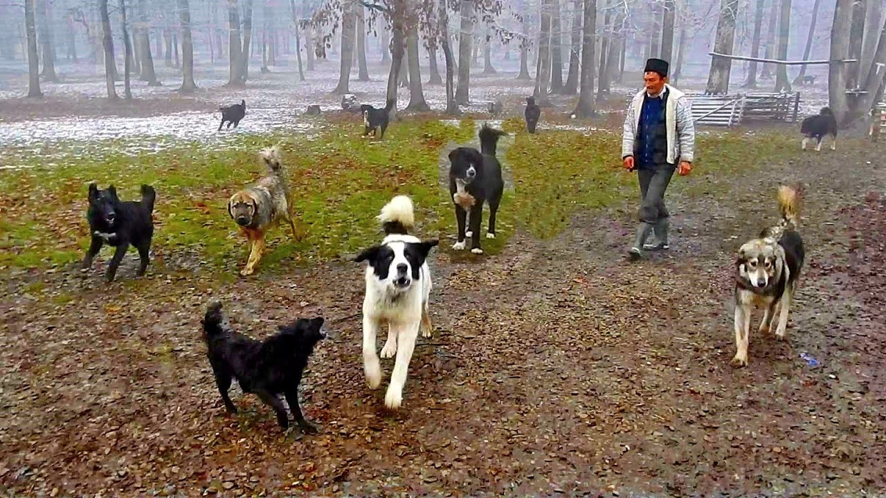 18 CÂINI CIOBANESTI CARE PUN URSUL PE GOANA, LA STANA LUI MARIN CHIOJDEANU.POIANA VARBILAU. PRAHOVA.