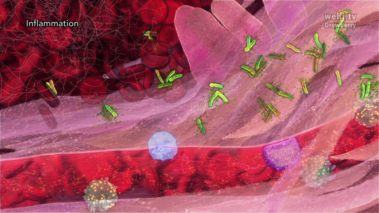 Inflammation (2014) Drew Berry wehi.tv