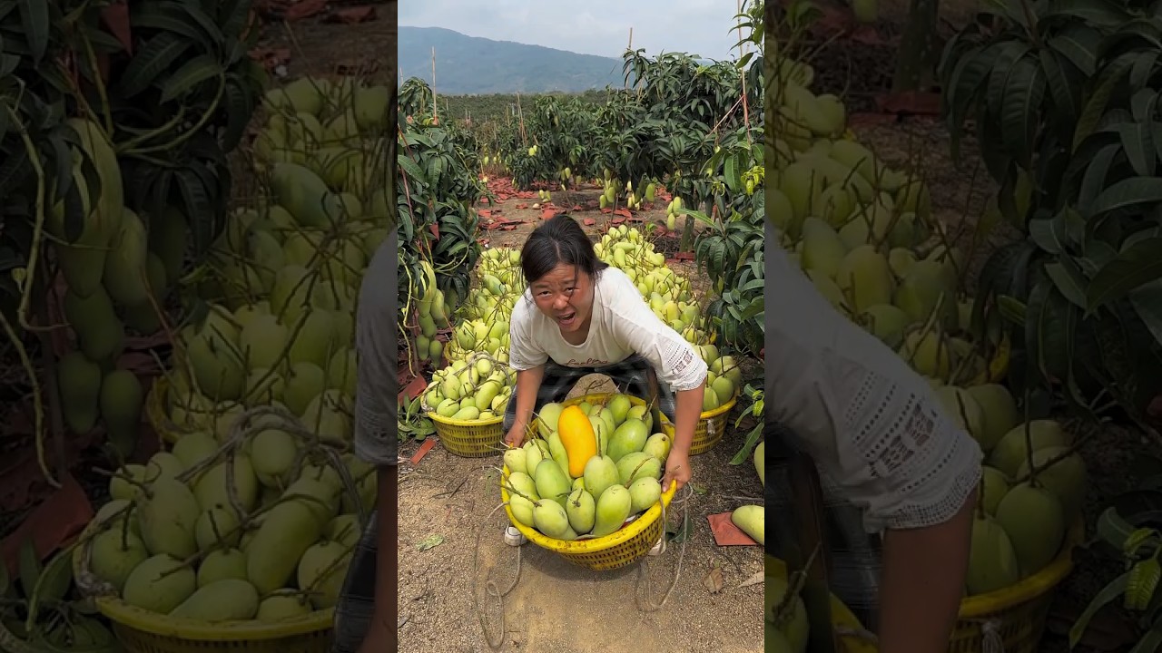 Sweet mango harvesting activity is really fun #fruit #2024 #mango #farming
