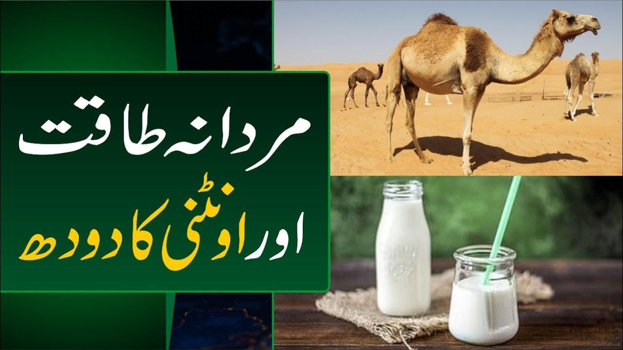 Mardana taqat aur untni ka doodh