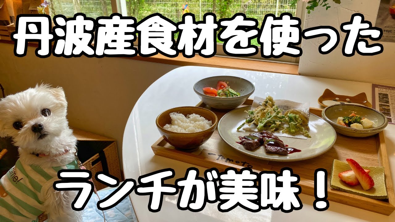 【ドッグカフェ】丹波市、予約すればどんな料理でも用意してくれるカフェ『JoliJoli』【兵庫・丹波】#犬 #マルチーズ #関西