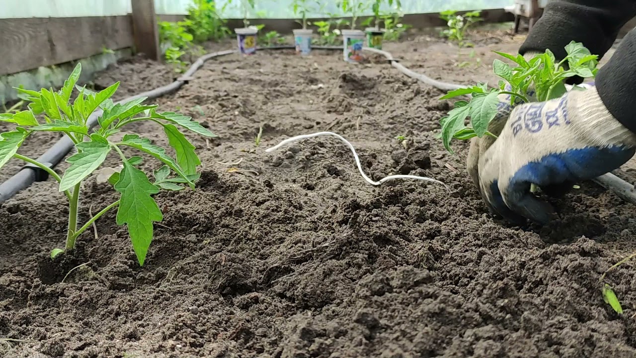 Sadzenie pomidorów w tunelu foliowym