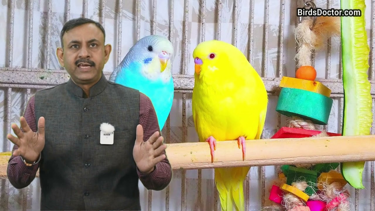 बजरीगर पक्षी को पालने से पहले ये बाते जरूर जान ले || Dr Nagender Yadav