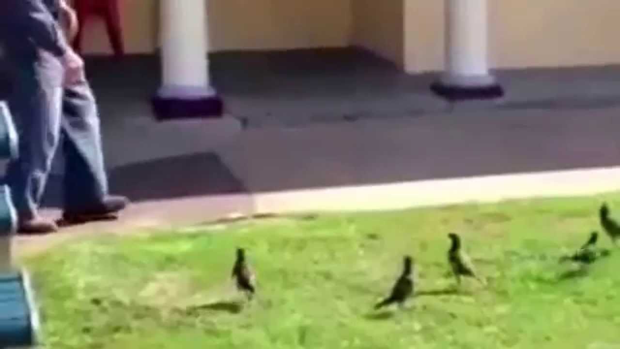 Thug Life  OLD MAN VS SNAKE
