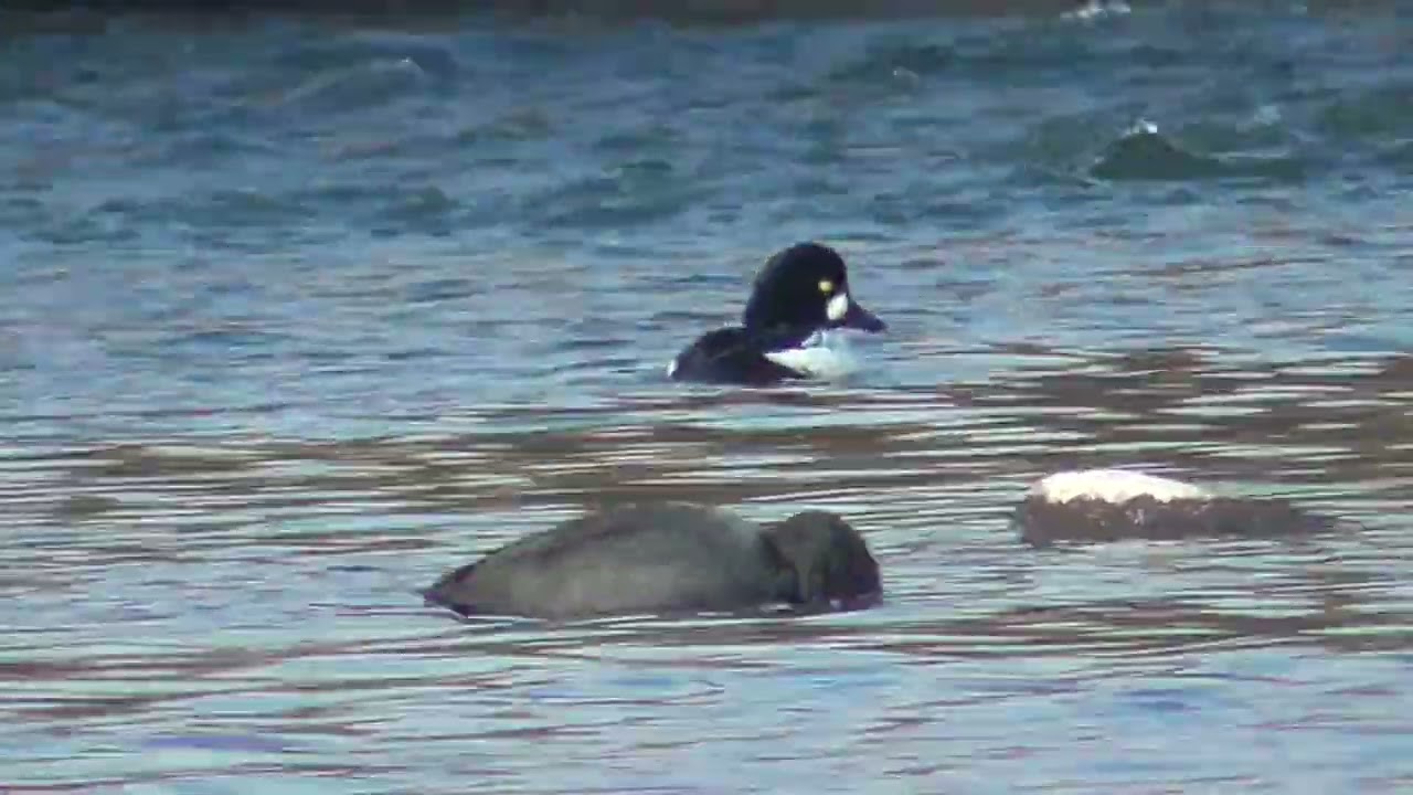 Y0097　Oita River　Common Goldeneye Male　A Flock of Coots