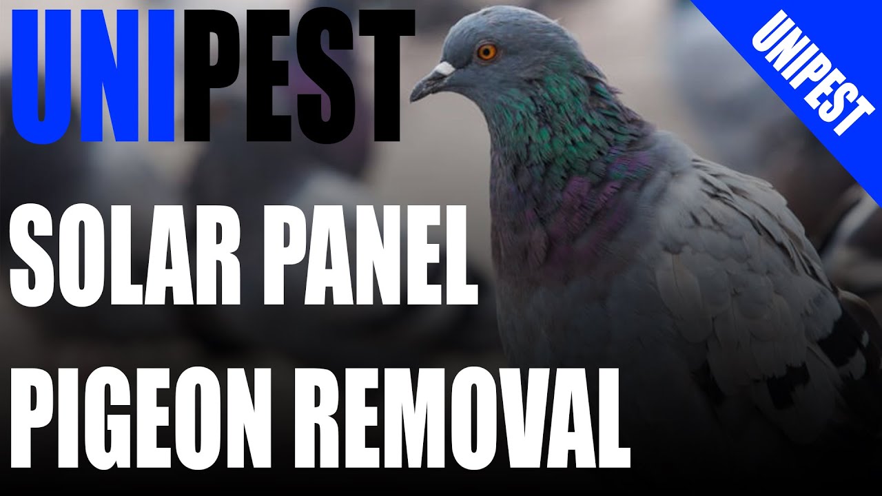 How to remove Pigeons from under Solar Panels