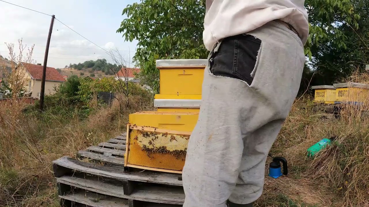 P2 Kontrolli përgatitor për dimërim i nukleusit 2- P2 Winterizing check-up of a nucleus 2 23.09.23
